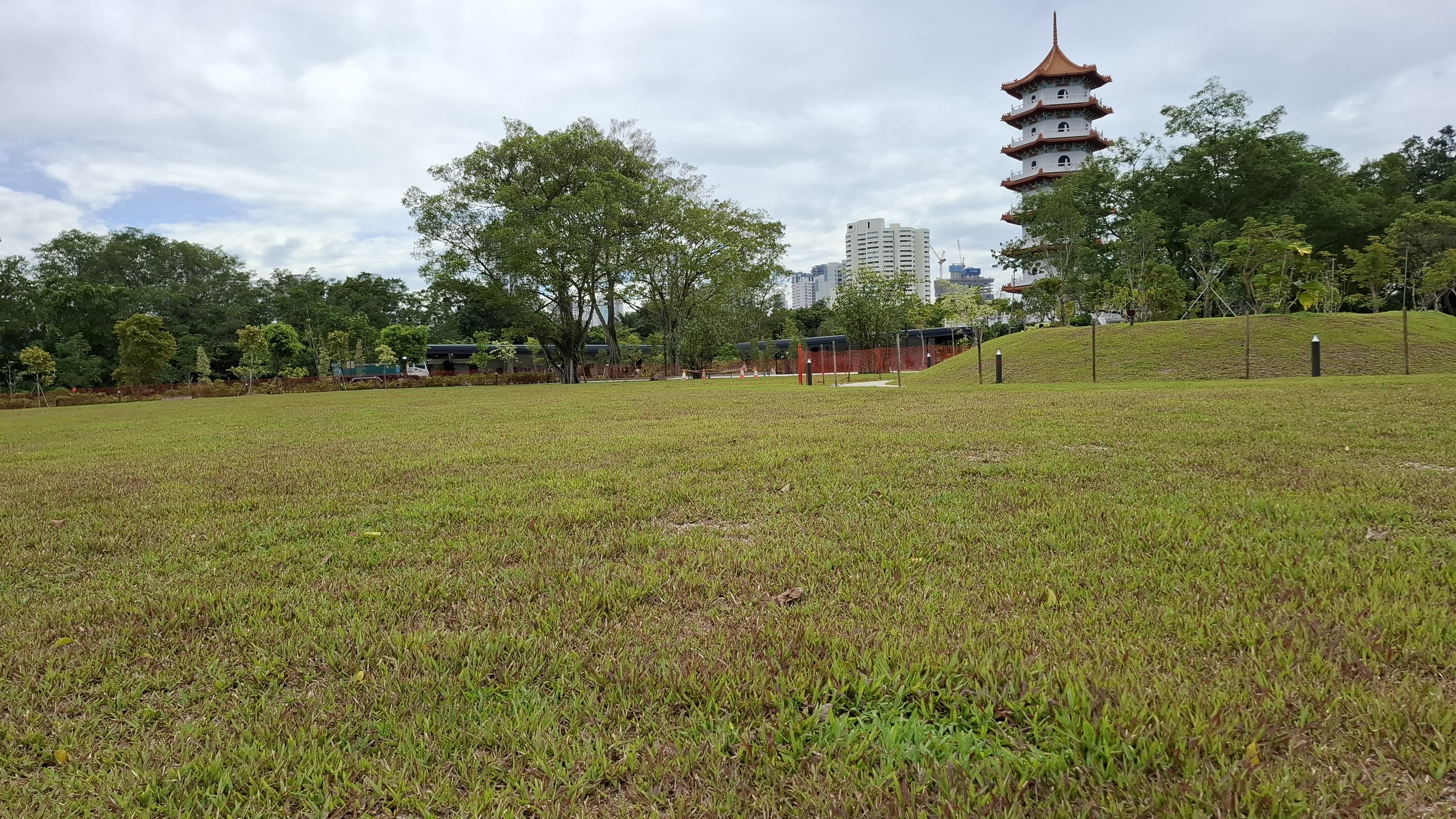 Ficus Lawn